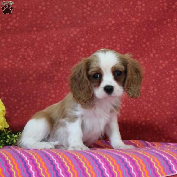 Orange, Cavalier King Charles Spaniel Puppy